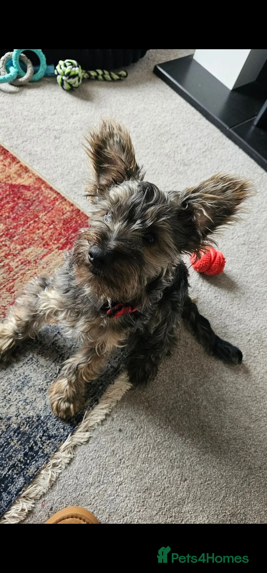 Yorkiepoo dogs for sale: Older Pup - Cheeky Chap in Barrow-in-Furness - Advert 2