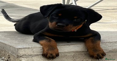 Rottweiler dogs - Advert 3