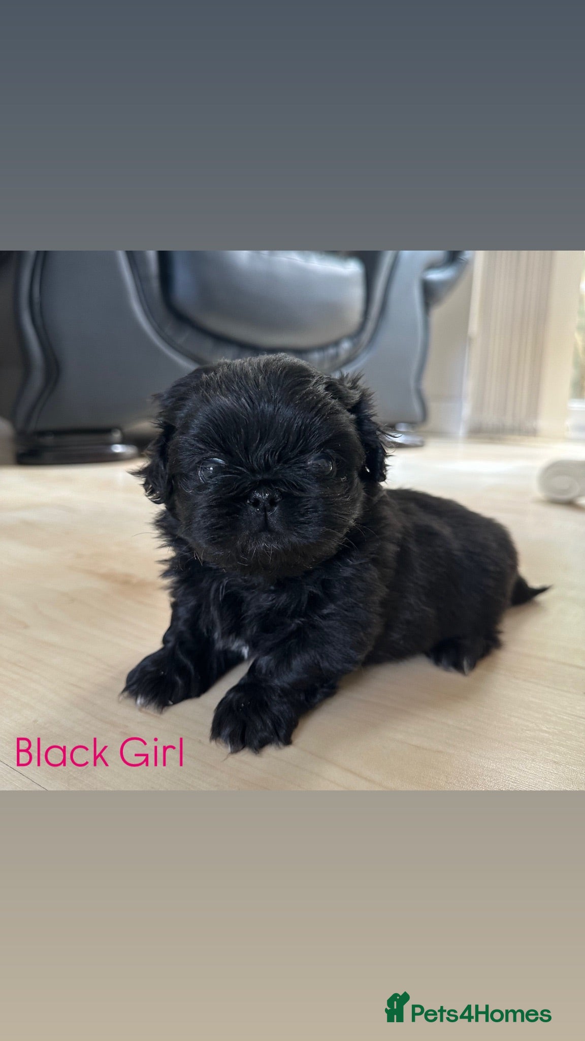 Pekingese dogs Beautiful quality pure pedigree Pekingese puppy’s  - Advert 6