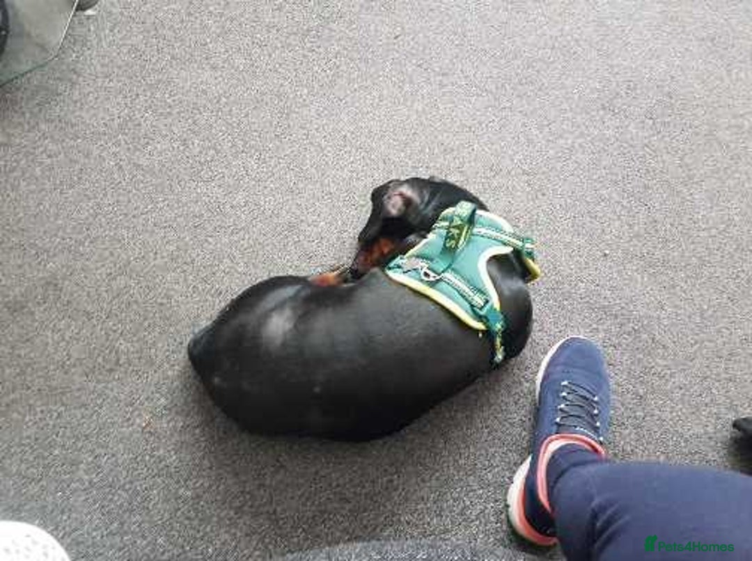 Dachshund dogs for sale: 🐾 Free to a Loving, Experienced Home - Advert 3