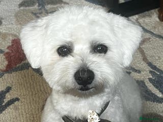 Bichon Frise dogs Mr Mile - Advert 9