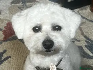 Bichon Frise dogs Mr Mile - Advert 4