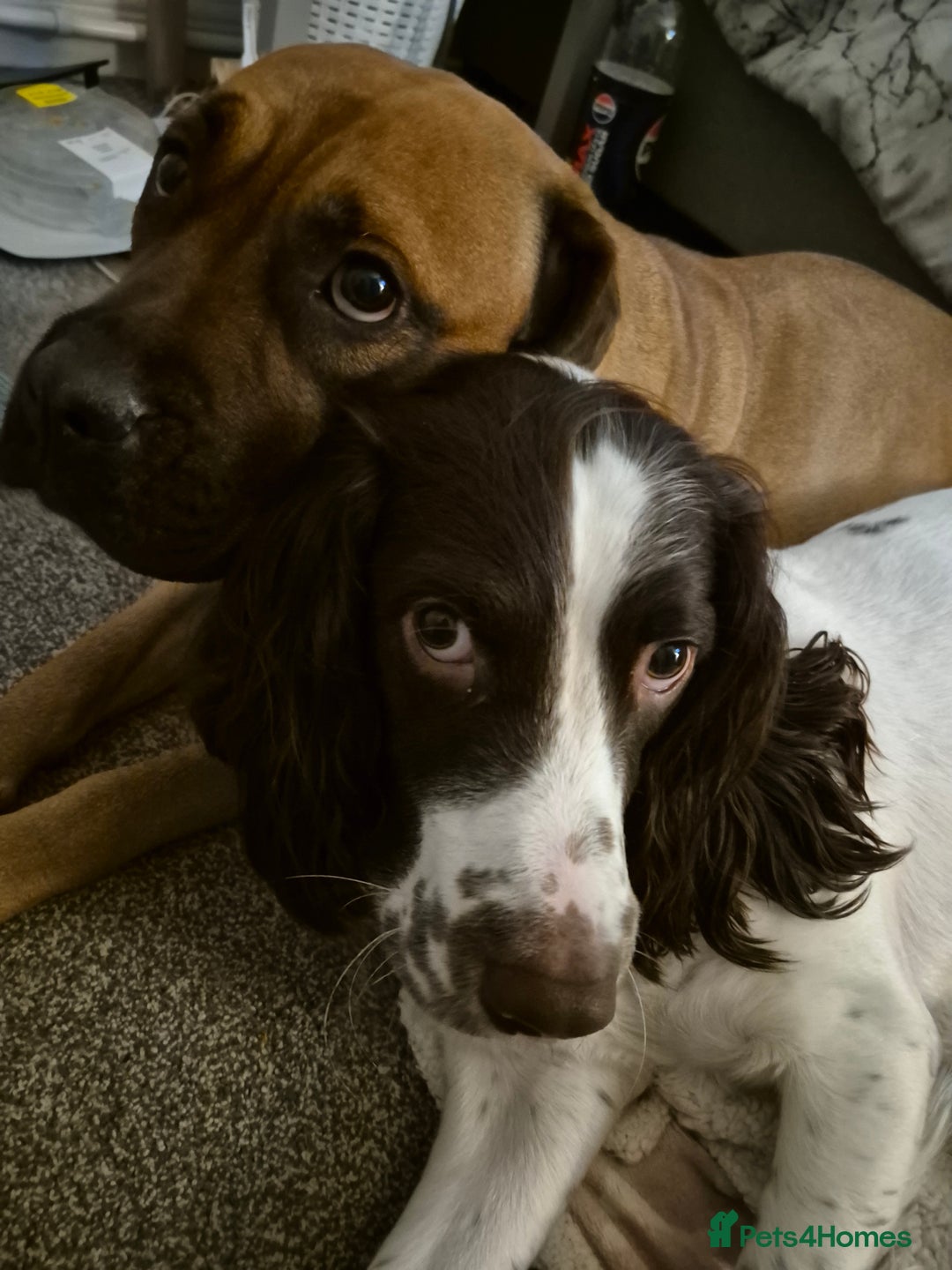 Mixed Breed dogs for sale: Bullmastiff x Springer Spaniel Puppies - Advert 16