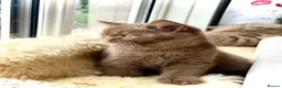 British Shorthair cats for sale: The handsome boy with an outstanding pedigree. - Advert 10