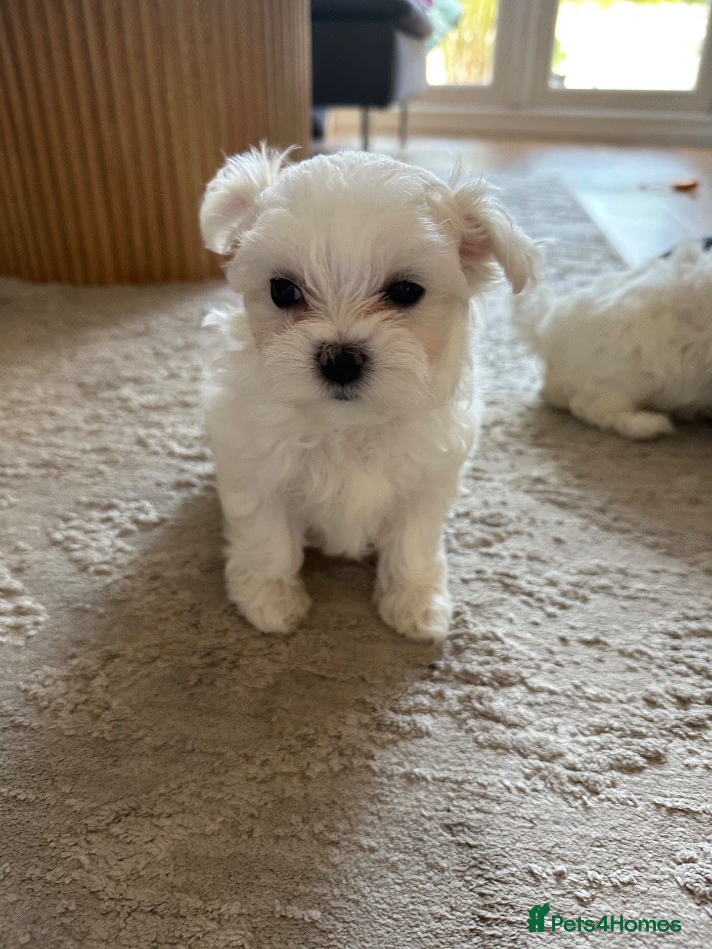 Maltese dogs KC Korean bloodline Maltese puppies - Advert 2