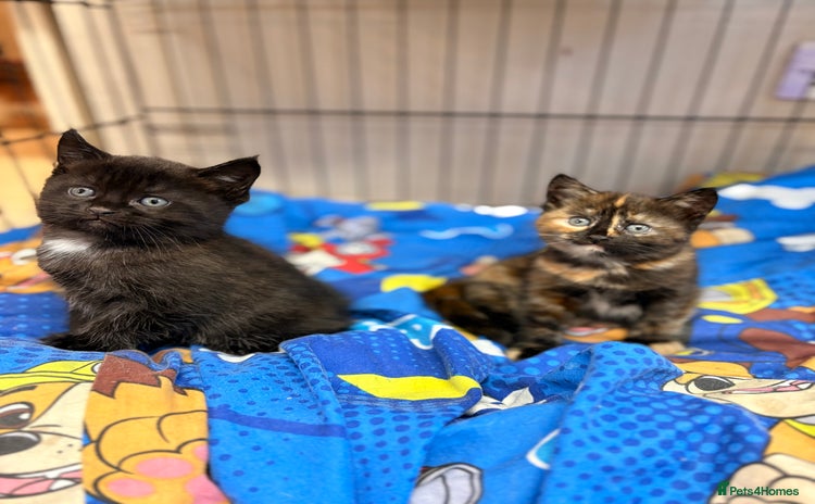 Maine Coon cats Part Maine Coon READY 8th December  - Advert 8