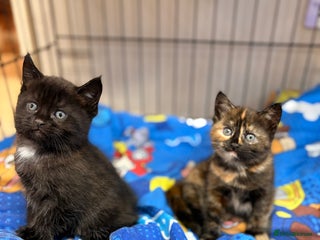 Maine Coon cats Part Maine Coon READY 8th December - Advert 12