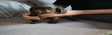 Cocker Spaniel 2
