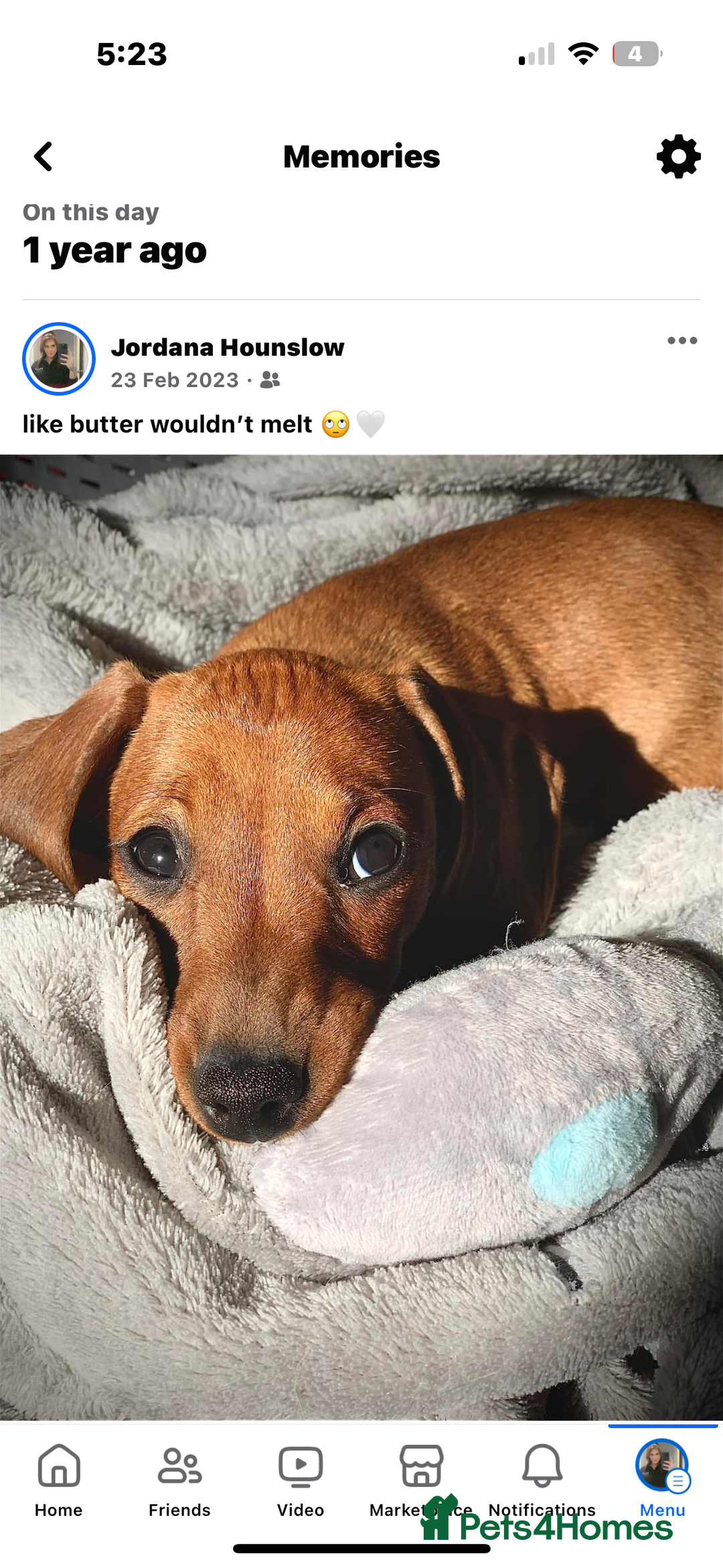 Miniature Dachshund dogs for sale: 3yr KC reg red dachshund  - Advert 2