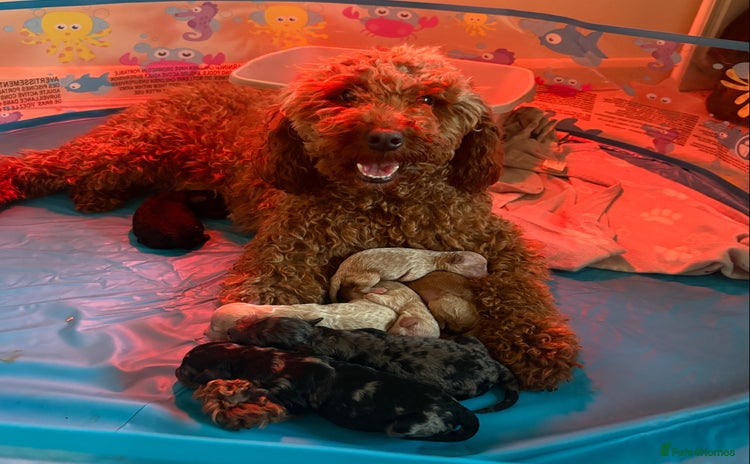 Miniature Poodle dogs - Advert 10