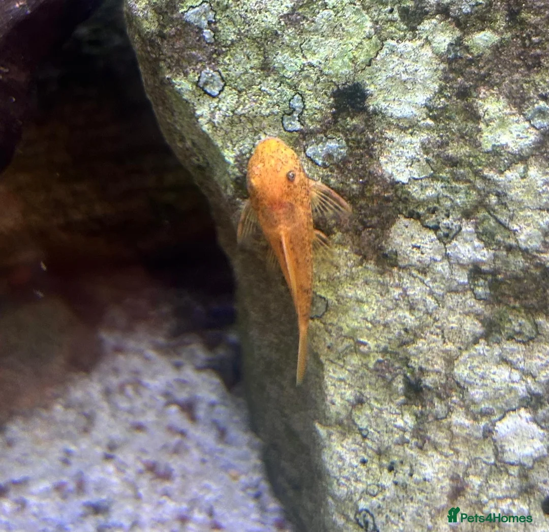 Plecos fish for sale: Super Red Bristlenose Pleco - Advert 2
