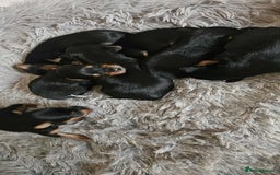 Yorkshire Terrier dogs for sale: 7 miniature Yorkshire terrier puppies - Image 4