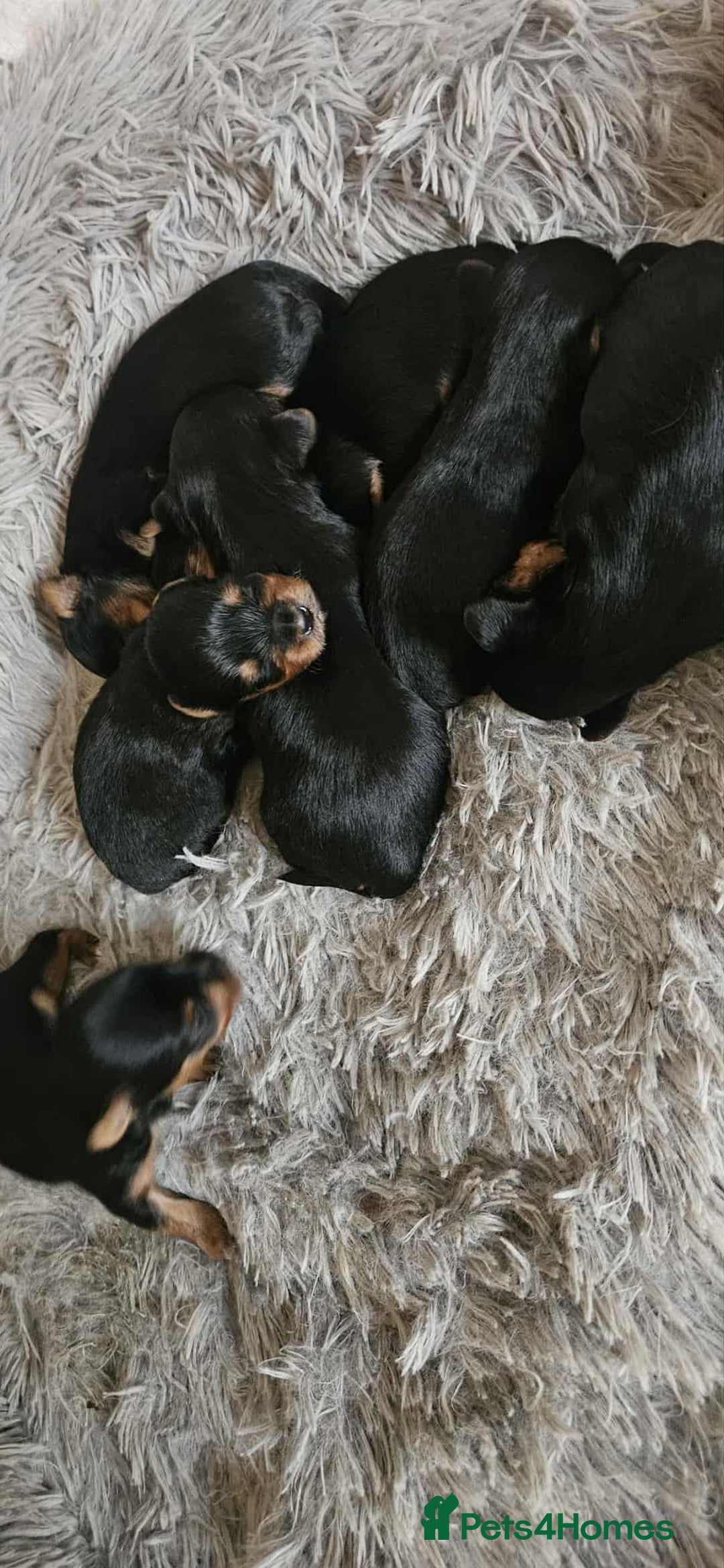Yorkshire Terrier dogs for sale: 7 miniature Yorkshire terrier puppies - Image 4