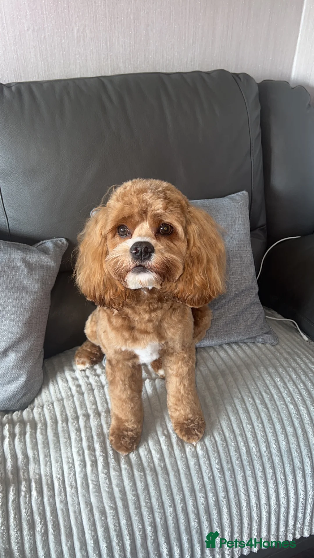 Cockapoo dogs for stud: Chester our F1 Proven cockapoo in Barnsley - Advert 2