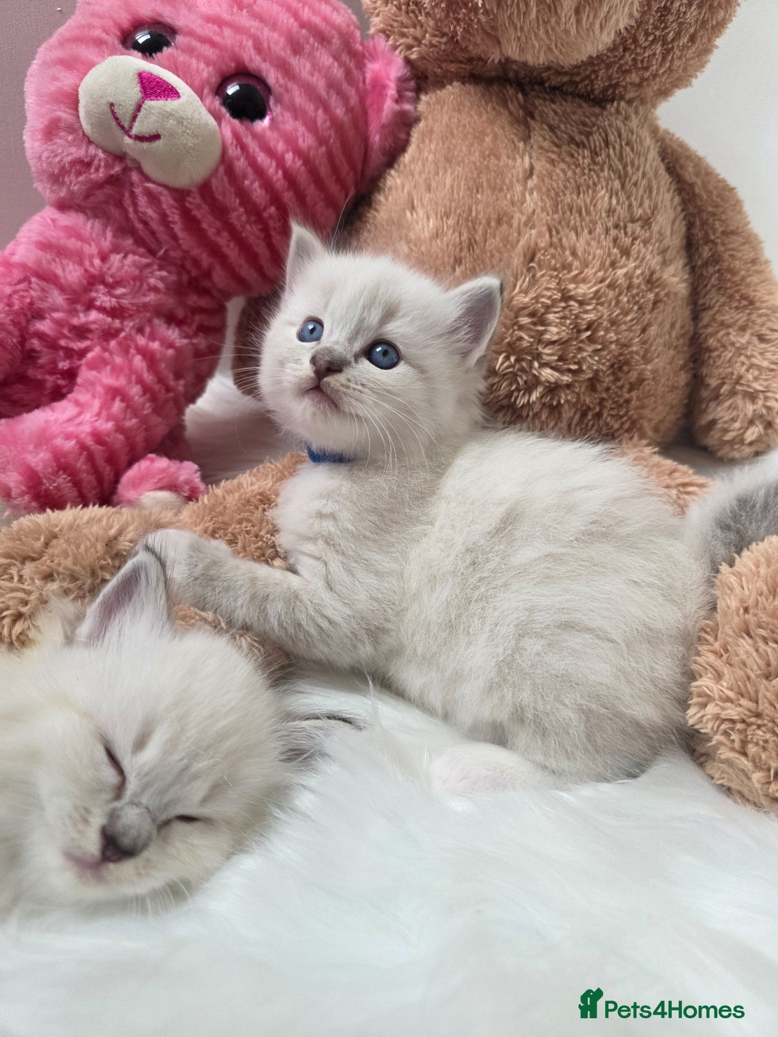Ragdoll cats 😻Beautiful GCCF Registered Ragdoll Kittens😻 - Advert 2