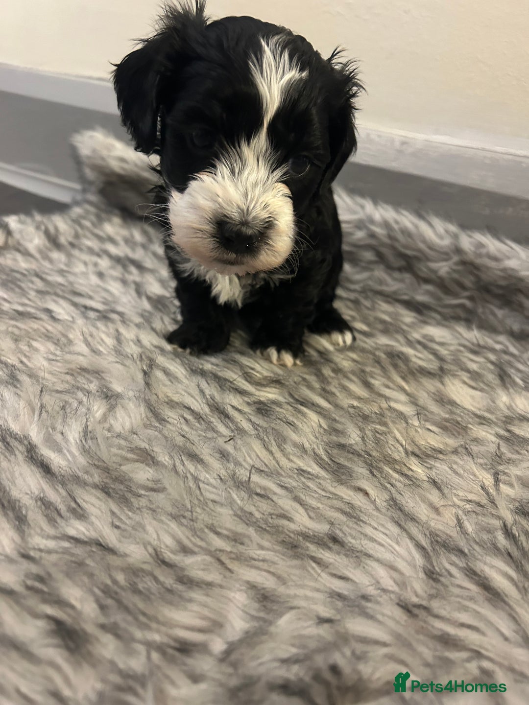 Havanese dogs for sale: 🐾 8 Havanese Puppies for Their Forever Homes 🐾 - Image 5
