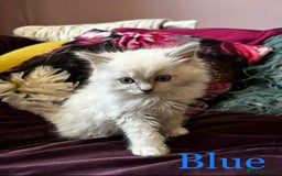 Ragdoll cats for sale: Beautiful Pedigree Ragdoll kittens  - Image 5