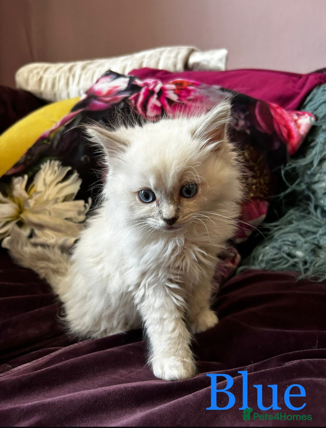 Ragdoll cats for sale: Beautiful Pedigree Ragdoll kittens  - Image 5