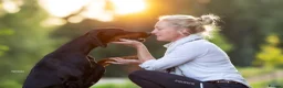 Dobermann dogs for sale: WAITLIST 2026 CEZARBLUE KC LICENSED BREEDER ⭐️ - Advert 16