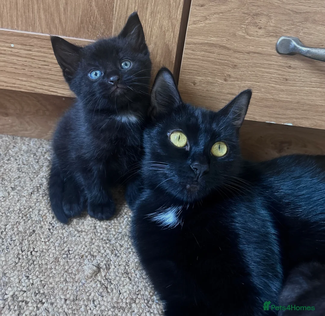 Mixed Breed cats for sale: 4 beautiful kittens - Advert 1