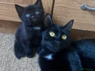 Mixed Breed cats 4 beautiful kittens - Advert 1