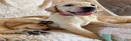 Labrador Retriever dogs for sale: ❤️💫 Superb, chunky, Golden Labrador puppies 💫❤️ in Stourbridge - Advert 24