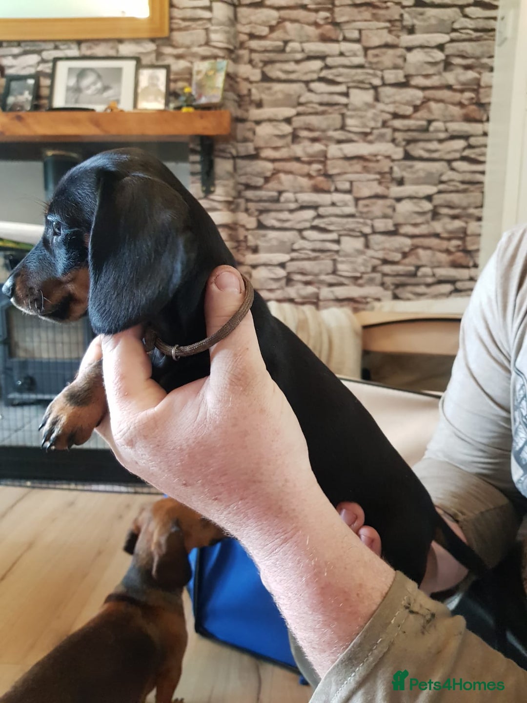 Miniature Dachshund dogs for sale: Miniature Dachshund Puppies  - Image 9