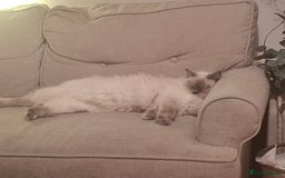 Ragdoll cats for sale: *Ragdoll Girl for sale!* - Image 2