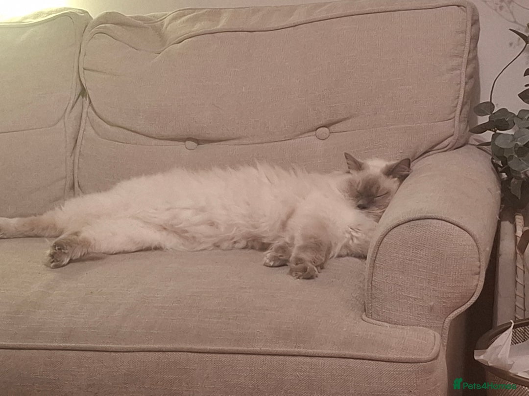Ragdoll cats for sale: *Ragdoll Girl for sale!* - Image 2