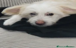 Chinese Crested dogs for sale: beautiful Chinese crested Cream Hairy Hairless boy - Image 5