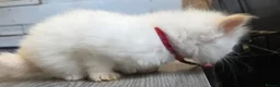 Ragdoll cats for sale: 2 Beautiful Ragdoll Kittens - Advert 6