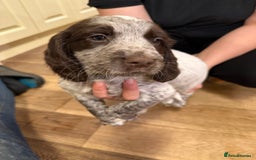 Sprocker dogs for sale: Sprocker puppies  - Image 5