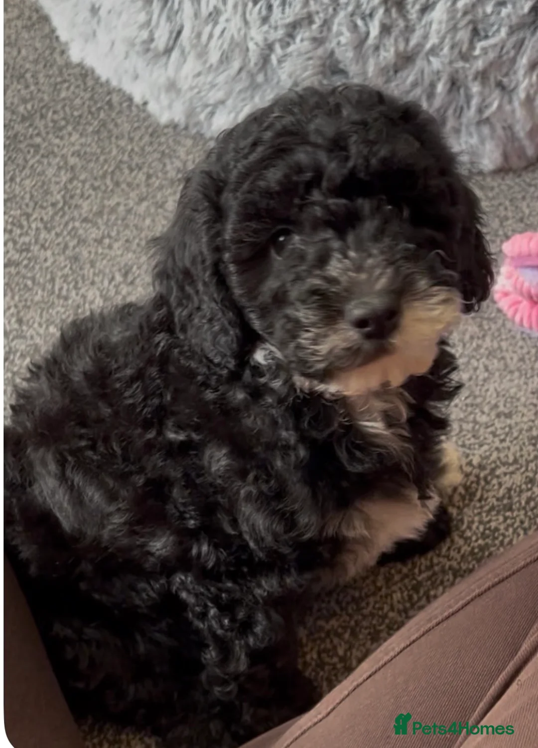 Cockapoo dogs for sale: 10 week old female cockapoo - Advert 1