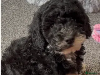 Cockapoo dogs 10 week old female cockapoo - Advert 3