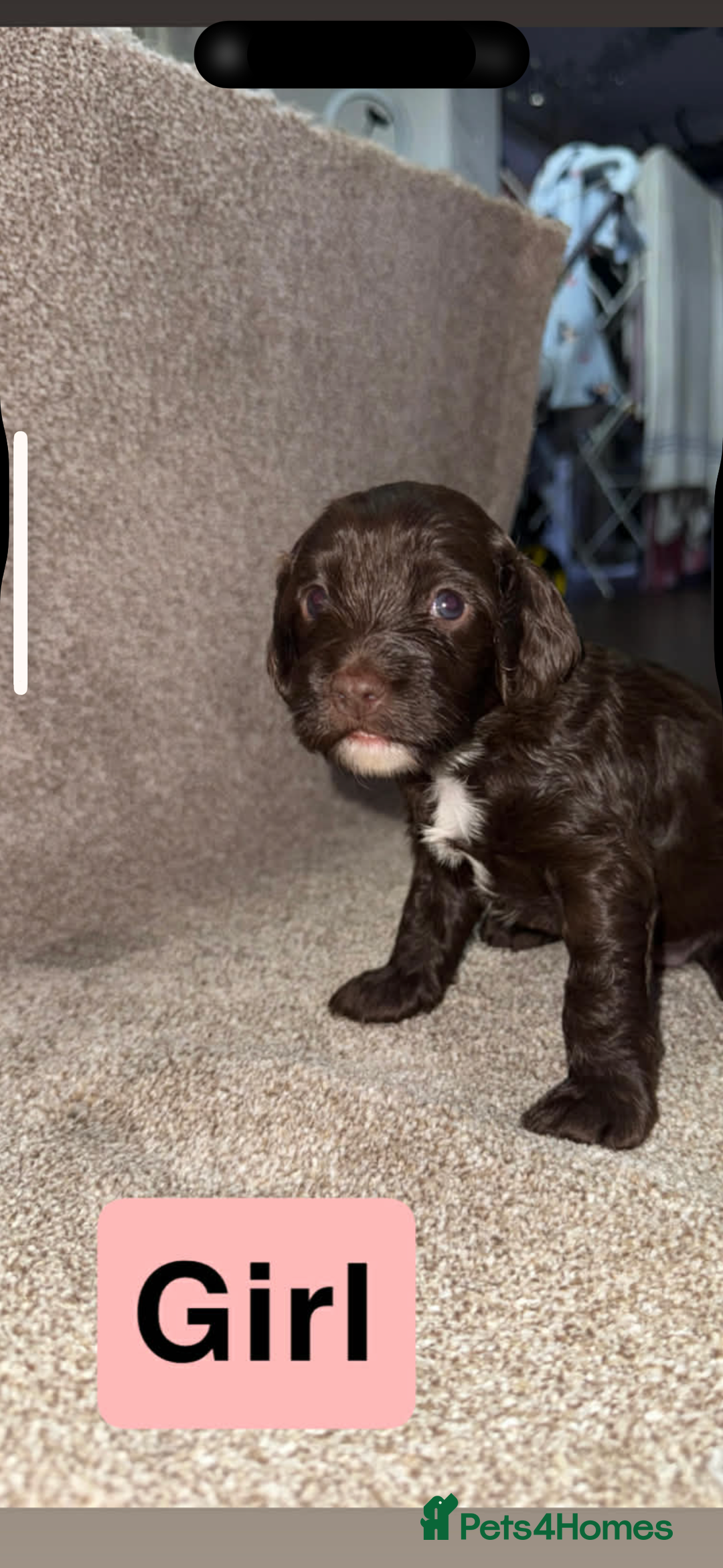 Cockapoo dogs for sale: Cockapoo puppies  - Advert 8