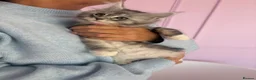 Maine Coon cats for sale: XL TICA REG ACTIVE 1 GIRL ONLY - Advert 9