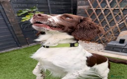 English Springer Spaniel dogs for stud: Springer spaniel Maccer for stud duties - Image 5