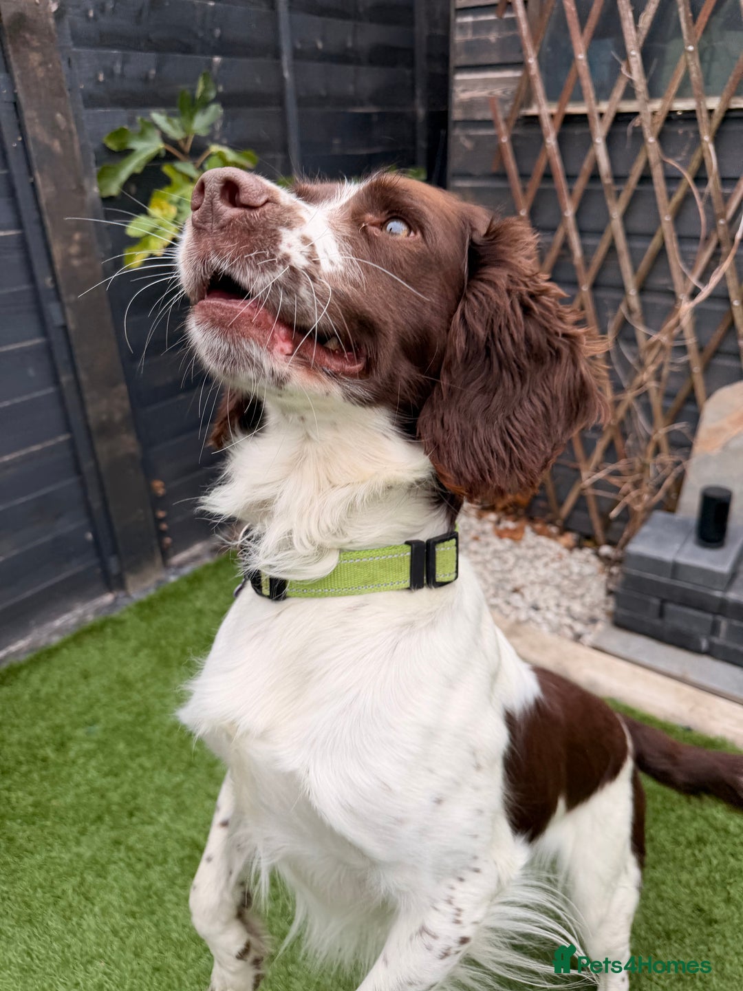 English Springer Spaniel dogs for stud: Springer spaniel Maccer for stud duties - Image 5