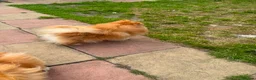 Pomeranian dogs for sale: Pomeranian  - Advert 3