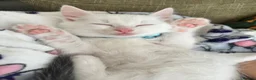 Mixed Breed cats for sale: Beautiful male kitten - Advert 4