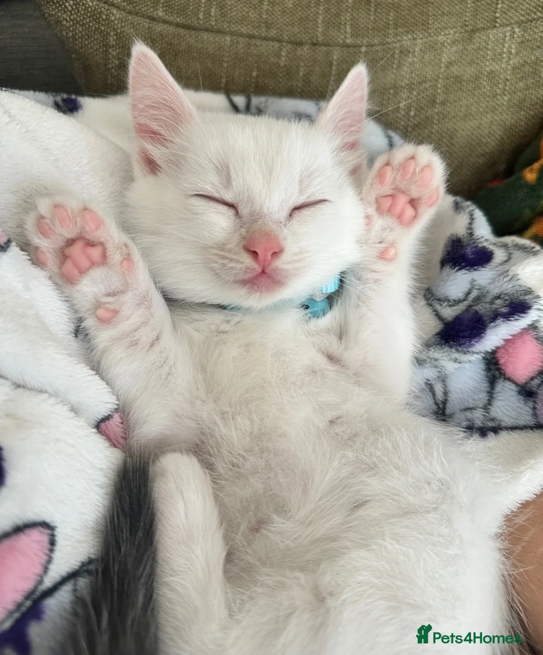Mixed Breed cats for sale: Beautiful male kitten - Advert 4