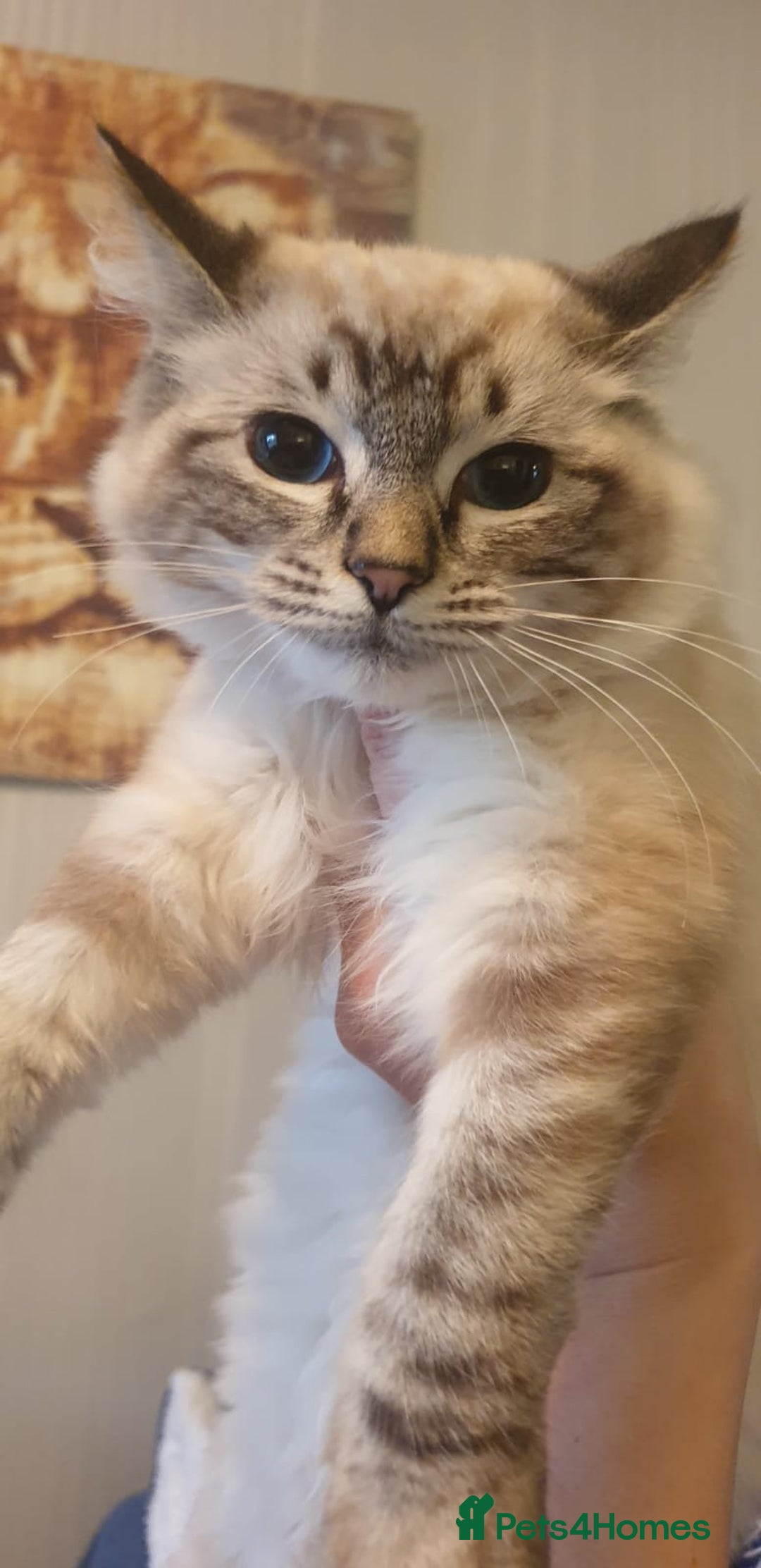 Ragdoll cats for sale: Beautiful GCCF Registered Lynx Ragdoll Kitten. - Advert 9