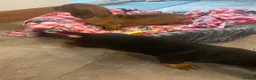 Dachshund dogs for sale: Miniature dashund  - Advert 10