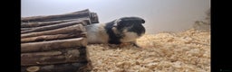 Guinea Pig rodents for sale: Mr Bean - Advert 4