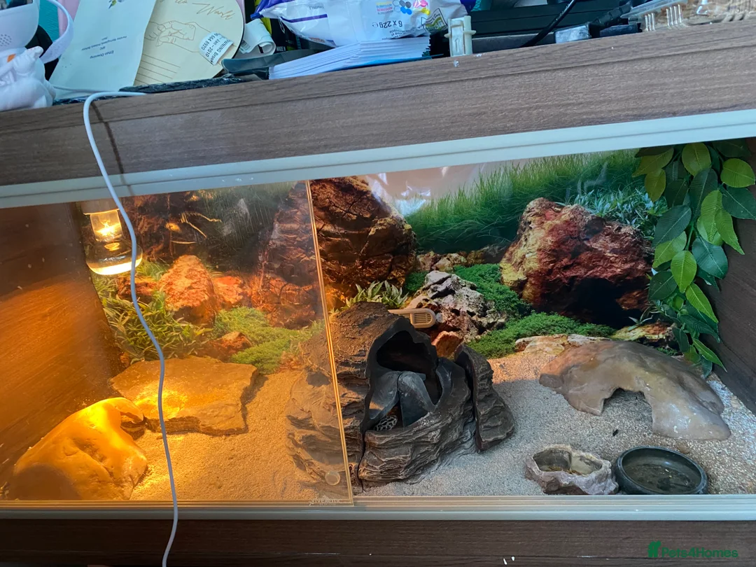 Leopard Gecko reptiles for sale: Leopard print gecko  in Bradford - Advert 5