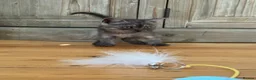 British Shorthair cats for sale: Beautiful British Shorthair Kitten  - Advert 5