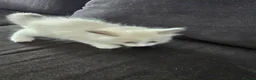 Ragdoll cats for sale: ​ Exceptional Ragdoll Kittens – Stunning Bicolor - Advert 5