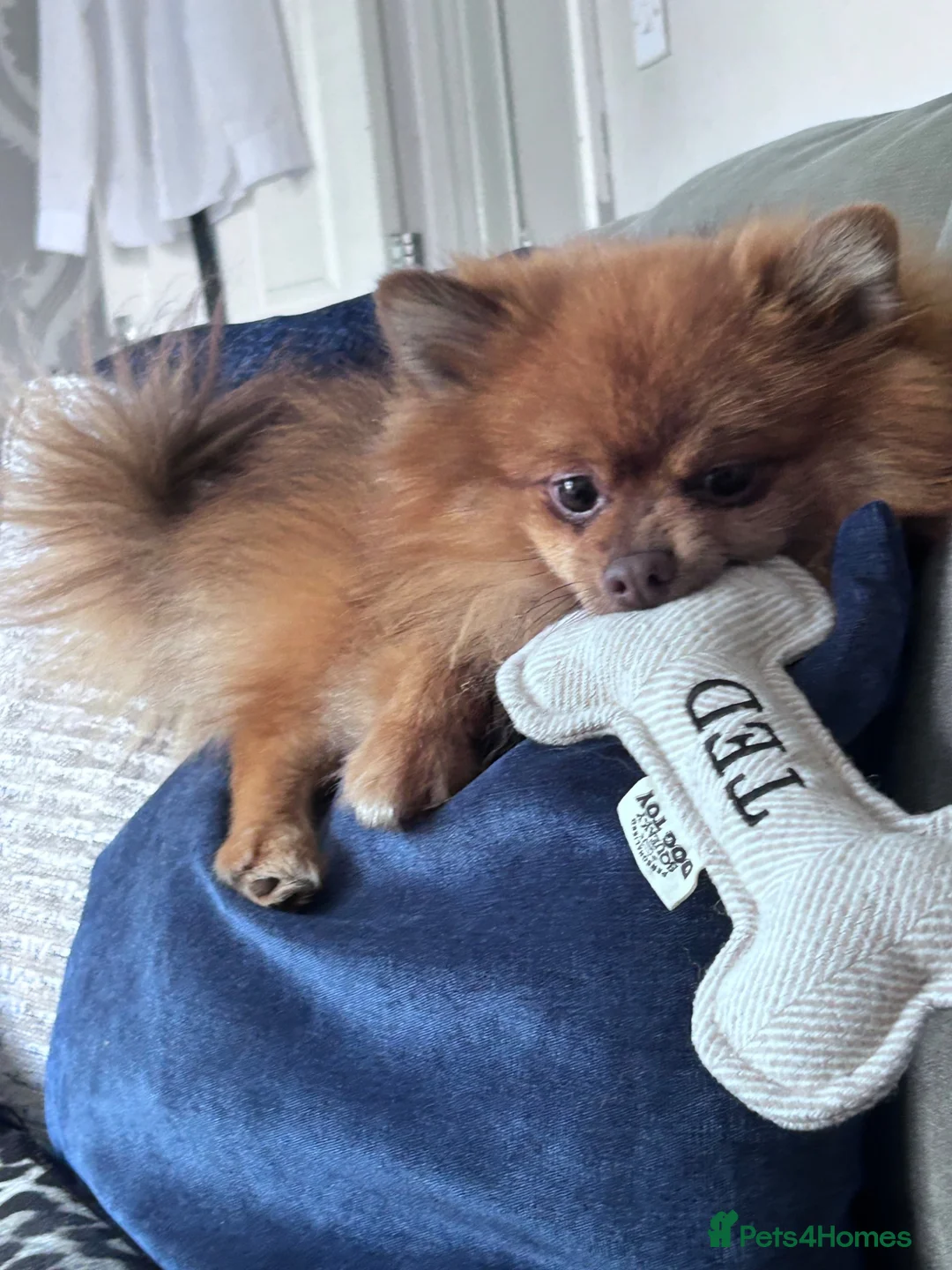 Pomeranian dogs for stud: Pom for stud  - Advert 5