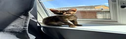 Bengal cats for sale: Stunning Bengal 3 Boys left - Advert 4