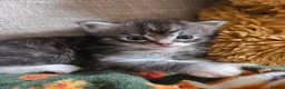 Maine Coon cats for sale: Maine Coon x Ragdoll - Advert 4